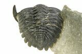 Curled Hollardops Trilobite - Orange Eye Preservation #309214-3